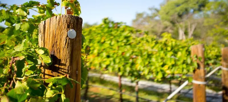 Lush vineyard rows at Oak Creek Vineyards in Verde Valley